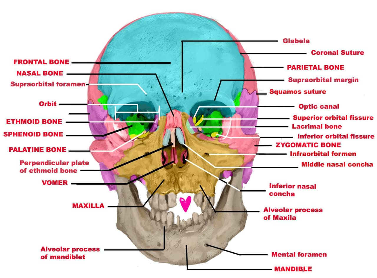 Jessicats Scholarly Skull