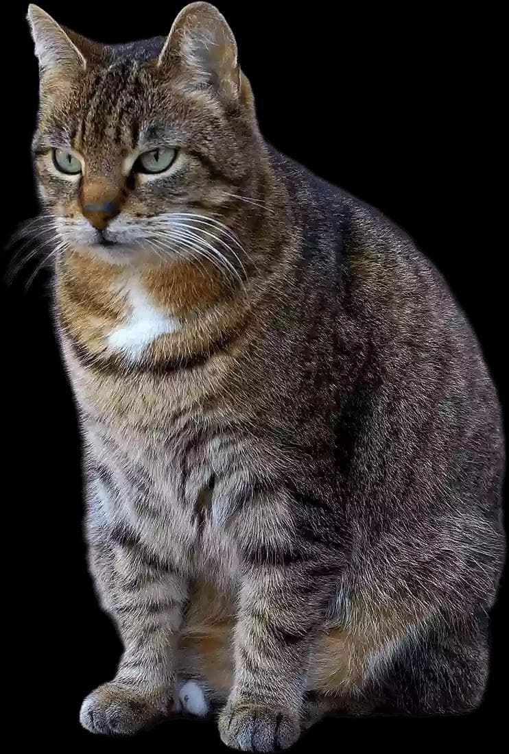 CAT RAIN screenshot 5