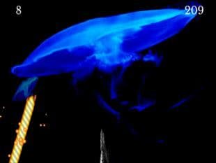 The Alien screenshot 2