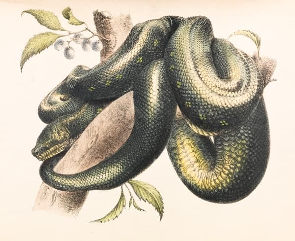 Snake Farmer (branlab) screenshot 2