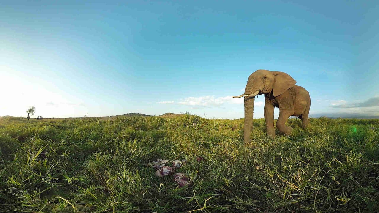 Virry VR: Wild Encounters screenshot 4