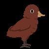 Bird Drop (AMA_AVA)