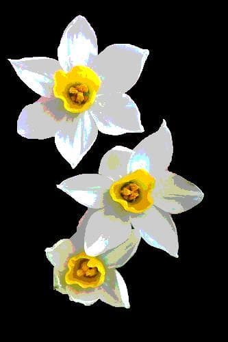 narcissus (itch) (Xochitl)