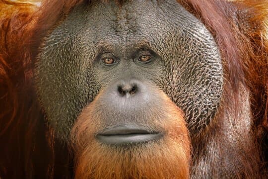 Orangutan vr