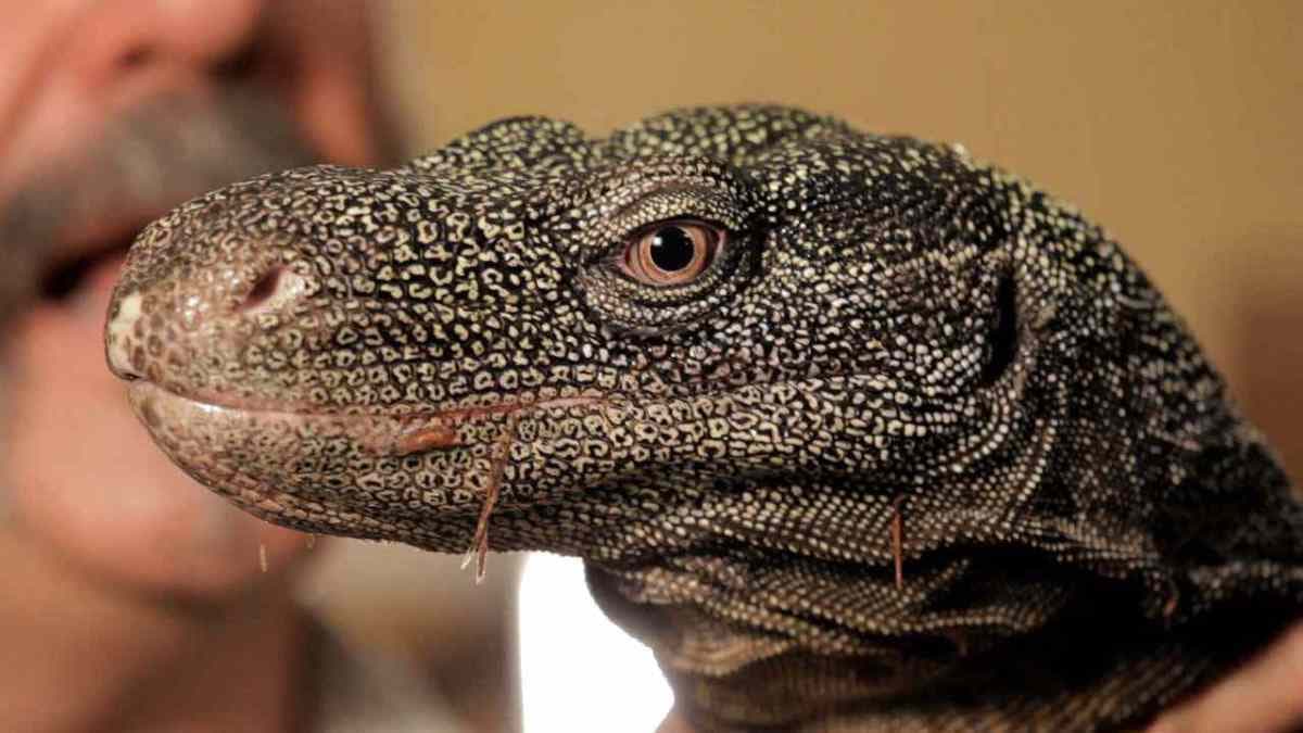 Crazy Lizards