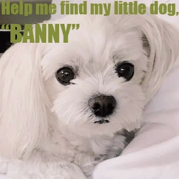 Where is my dog, Banny?