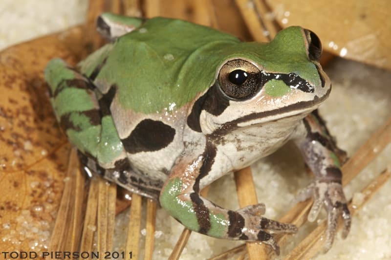 The Genus Pseudacris