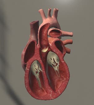 Surgical Study and 3D Skeletons for Medical School Students screenshot 6