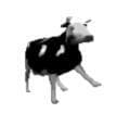 Polish Cow: Battle Edition v 1.0