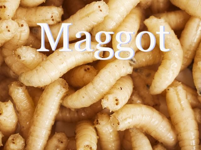 maggot (Kent Reese (whenbellstoll))
