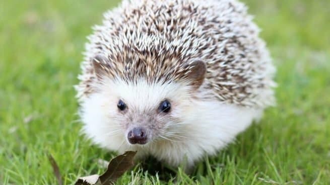 hedgehog adventur