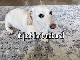 Dog Simulator (itch) (tgrace)