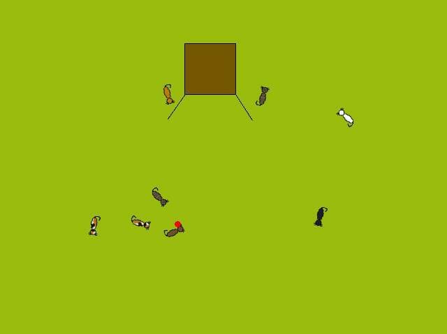 Herding Cats (Finn Stokes)
