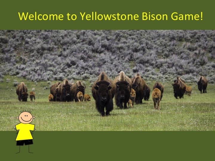 Yellowstone Bison Number Wizard