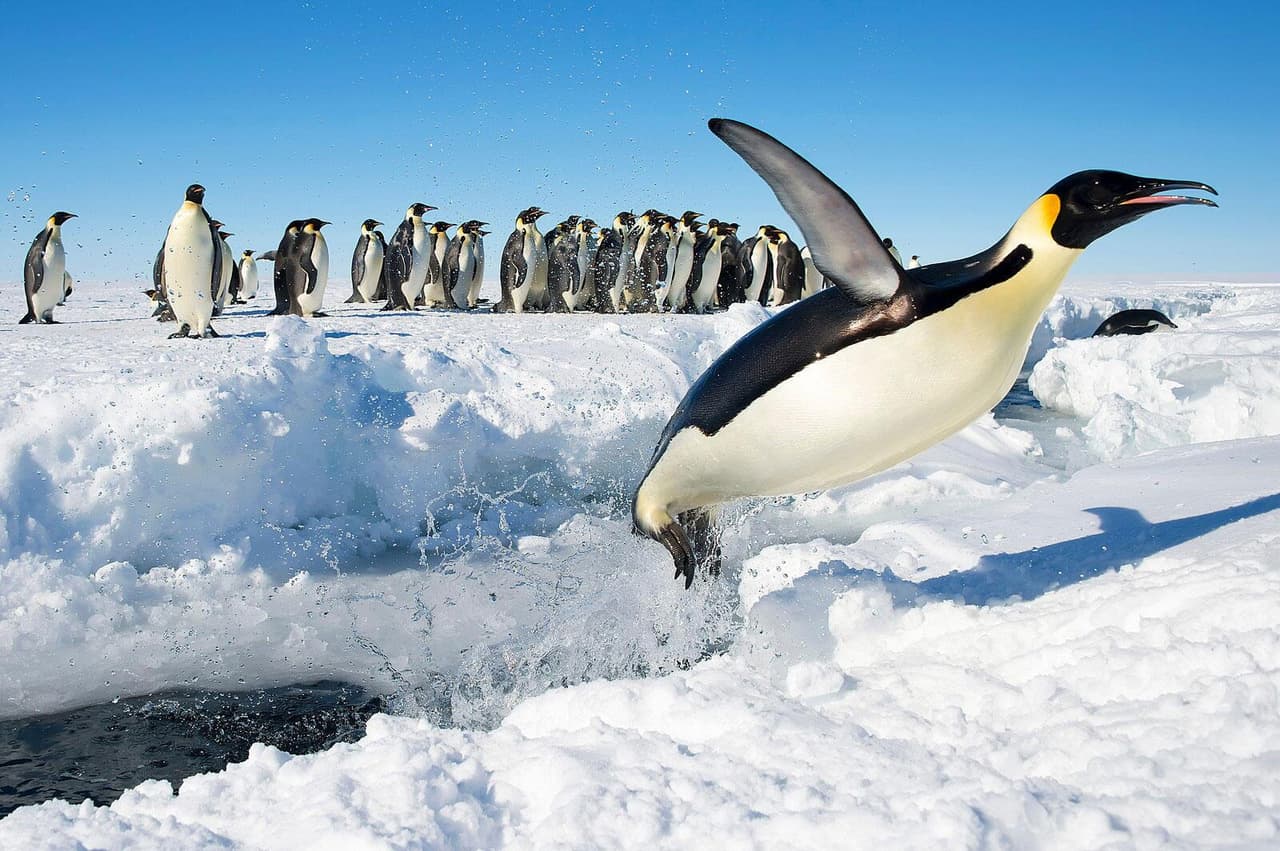 Penguin Panic (LukaBazooka)