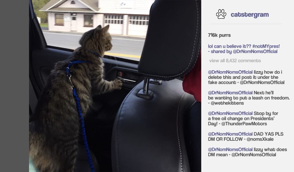 Cat President ~A More Purrfect Union~ screenshot 5