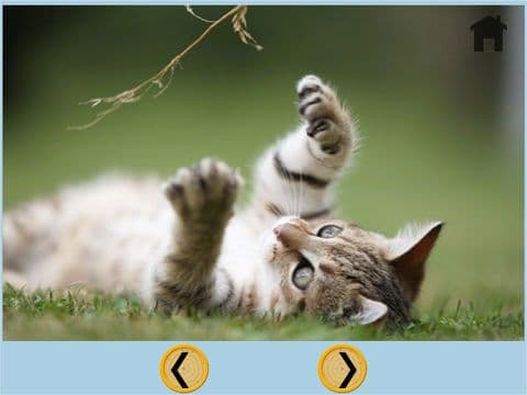 my favortie cats - free
