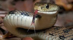 Snake Game (Randold)