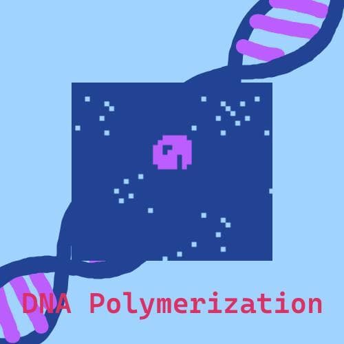DNA Polymerization