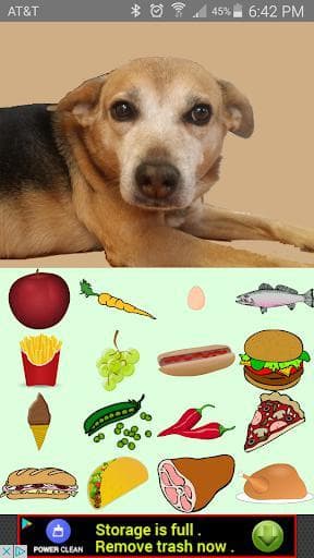 Feed the Cute Dog