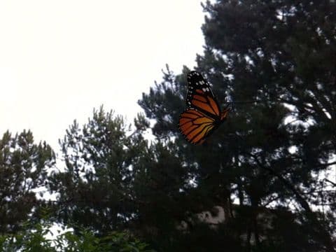 Live Butterflies