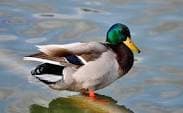 find your duck