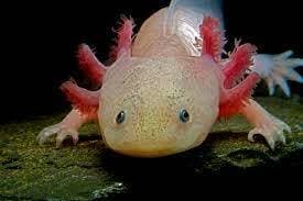 axolotl day screenshot 2
