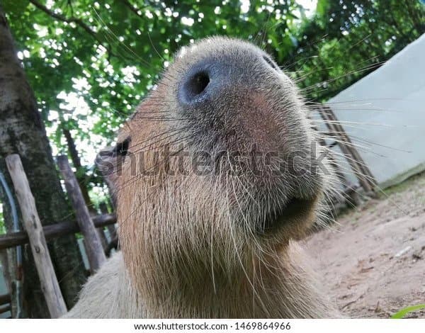 Capy Runner