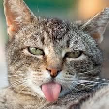 Luana Perseke - Gatinhos bem lokos