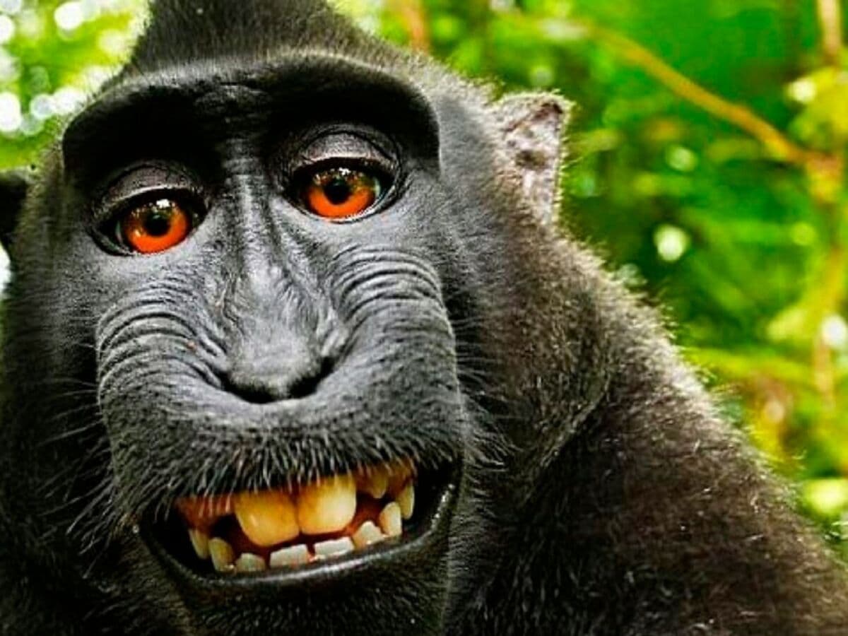 macaco.io