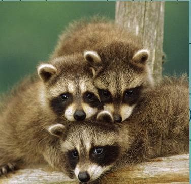 Ultimate Puzzles: Animals 2