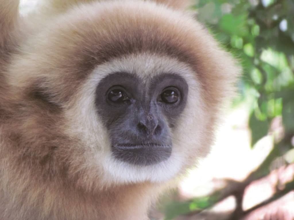 Breakout Pong (monkey edition)