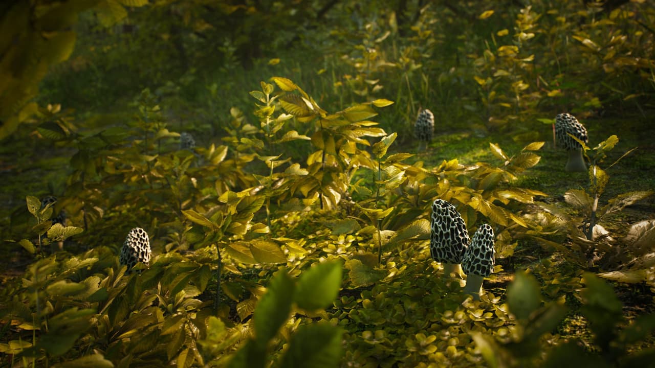 Morels: The Hunt screenshot 4