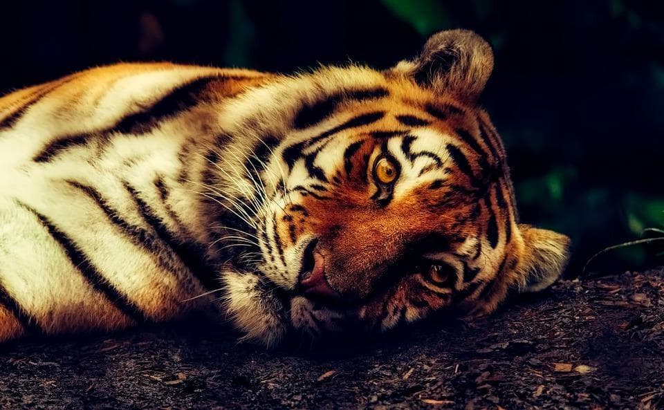 Round Thin Plane: The Second Eye of The Tiger Side Story screenshot 4