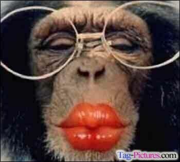 funny monkey