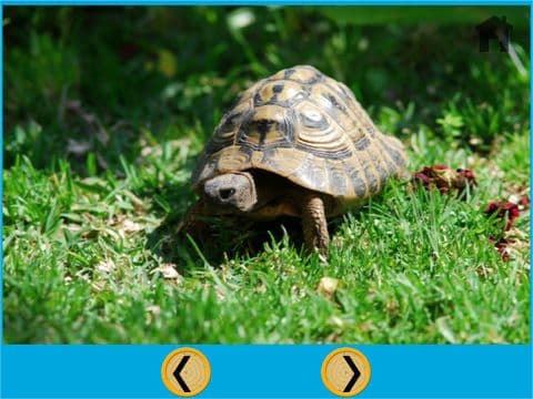 splendid turtles for kids - no ads