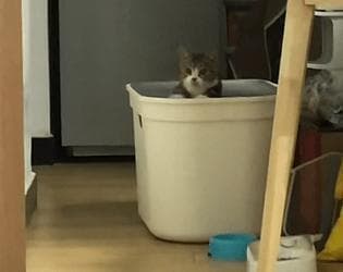 Drum Cat