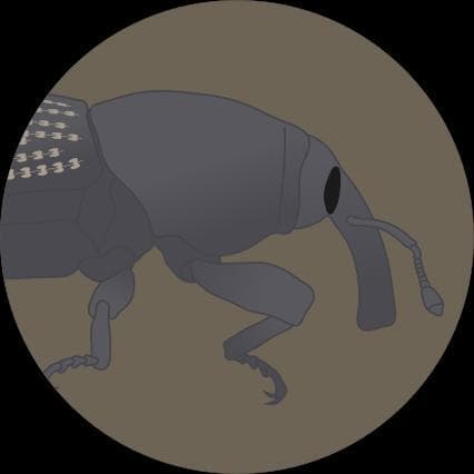 Identification of billbugs (Sphenophorus spp.)
