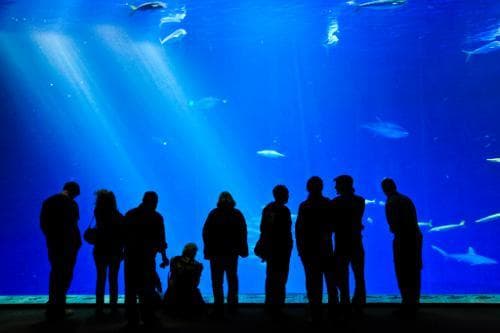 Aquarium (itch)