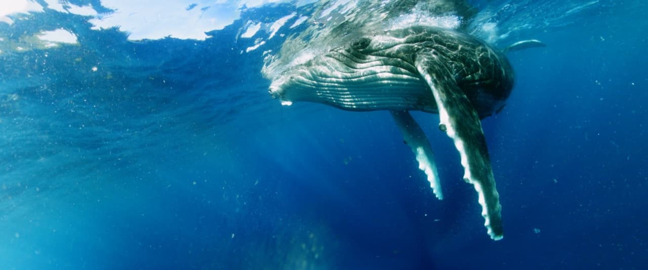 Swimming with Humpbacks screenshot 2