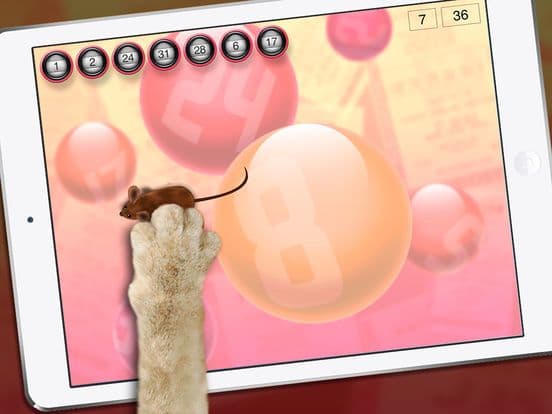 Lucky Cat Lottery Numbers - Catch Game For Cats screenshot 5