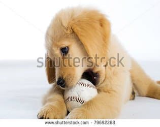 dog time 7 - 7 emit god