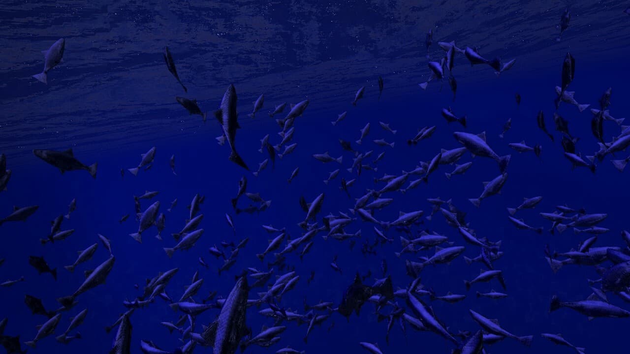 Be a Fish - VR Simulator screenshot 5