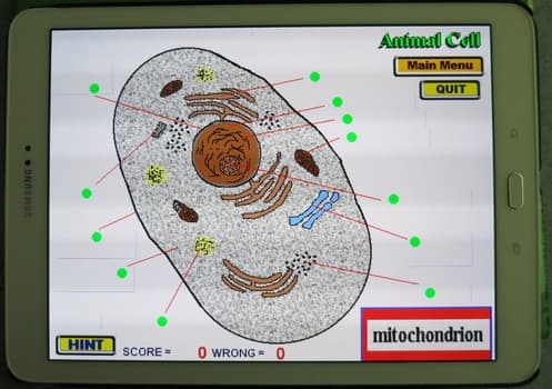 Label that Diagram - Cells