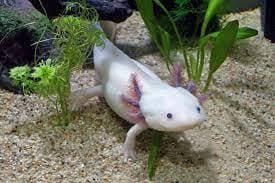 axolotl day
