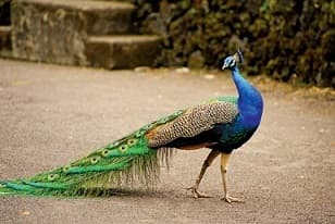 Guess Birds