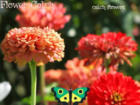 Flower catch