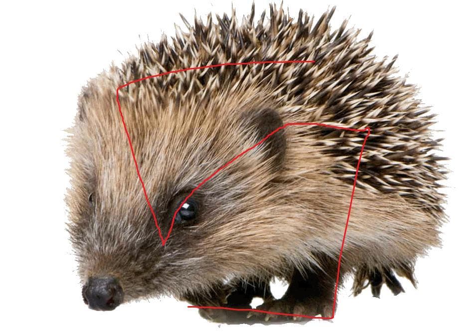 The Flying Hedgehog 5