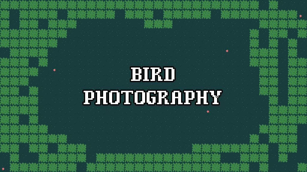 Bird Photography