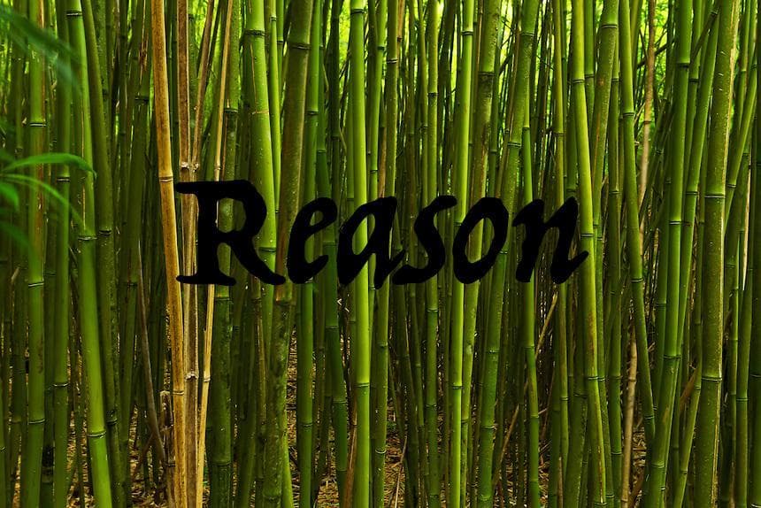 Reason (Scott McCreevey)